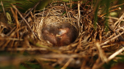 Obraz premium close up of newborn birds