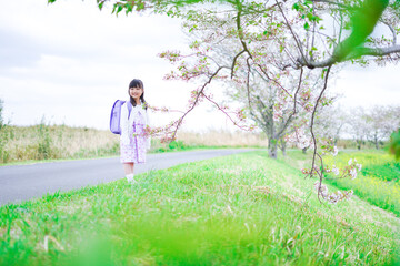桜が咲く中登校する小さな女の子