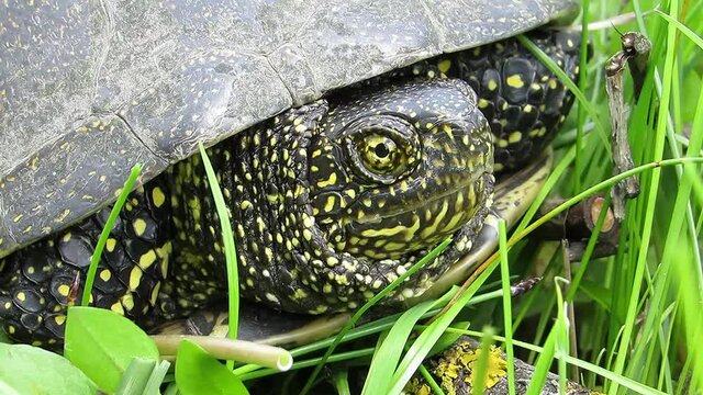 European swamp turtle head close up Emys orbicularis.