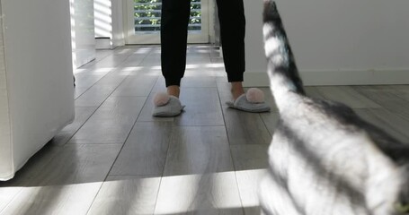 jumping jack cat little acrobat  funny kitty