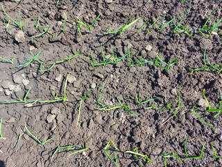 sprouts of garlic sprouted in the garden bed. spring, sunny day, gardening. top view.