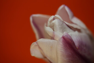 Tulip flower close up background family liliaceae botanical modern high quality big size prints
