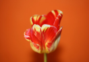 Tulip flower close up background family liliaceae botanical modern high quality big size prints