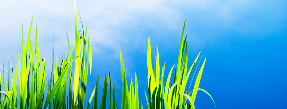 Nature Banner