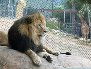 Obraz premium Adult Male Lion lying down looking right in a zoo