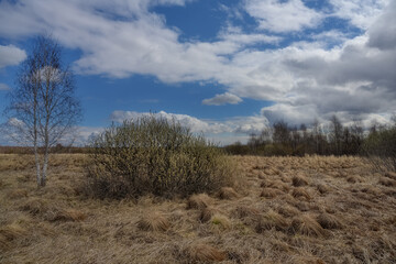 Early spring in the forest. Landscape with a flowering willow bush, a forest in the distance and a beautiful blue sky with white clouds. The ground is covered with numerous rounded grass waves