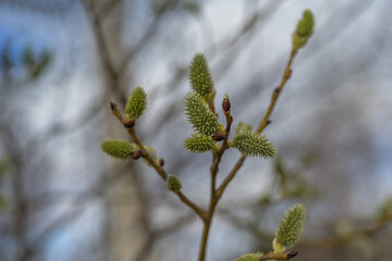 Pussy willow twigs with fluffy buds on a sunny gradient background. Close-up. Blooming forest willow. Willow buds with yellowish pollen. Spring flowering of plants. Nature awakening