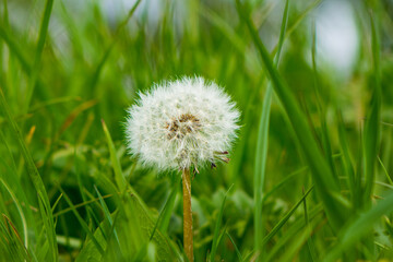 Single dandelion in a field