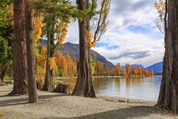 Lake Wanaka, New Zealand, in autumn, surrounded by poplar trees with beautiful golden foliage