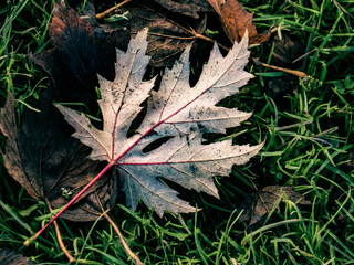 autumn leaves on the ground