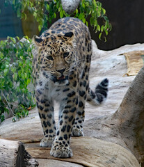 Amur Leopard walking 