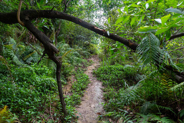 tree branch over top of a dirt path in a Chinese forest