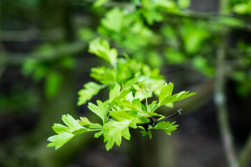 close up of green leaves