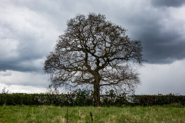 Obraz premium tree in the field