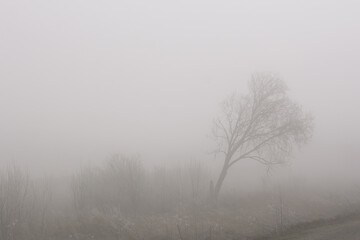 Birch and a small Christmas tree in a foggy field.
