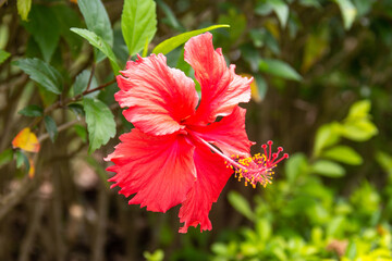 close up of red hibiscus flower in bloom