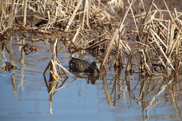 Mallard Feeding In The Reeds, Gold Bar Park, Edmonton, Alberta
