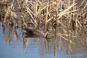 Mallard And Reeds, Gold Bar Park, Edmonton, Alberta
