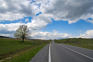 Fototapeta na wymiar single tree standing on road