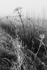 Obraz premium Old dried hogweed, against the background of a blurred field.
