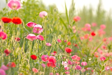 Fototapeta premium Poppy flowers