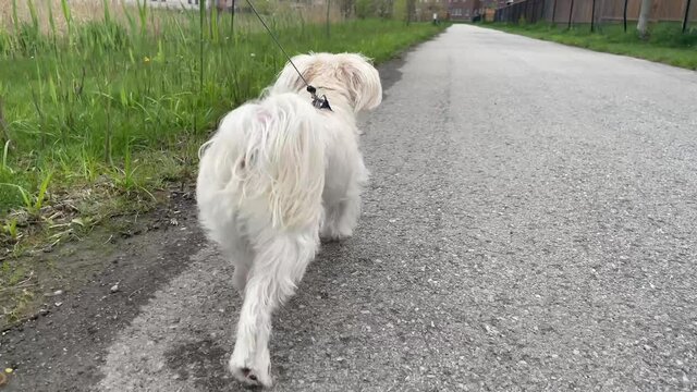 Walking with dog in park. Cute little puppy morkie yorkshire maltese mixed breed running through the autumn forest. 4K video shooting by handheld gimbal