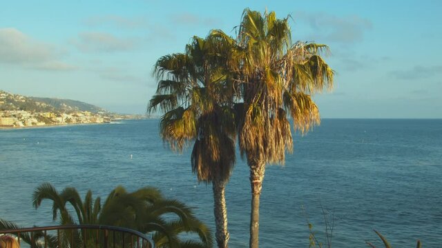Palm trees with ocean and coast in background. Laguna Beach, California