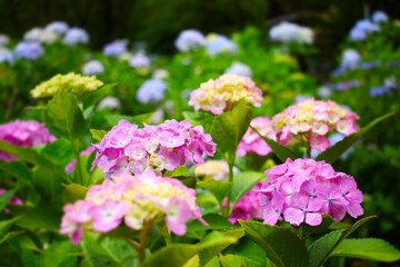 日本の梅雨を彩る紫陽花の花