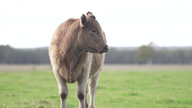 Cow in field 