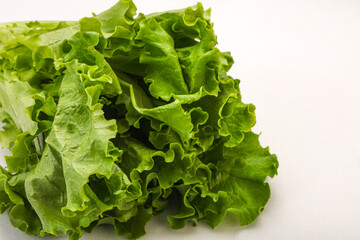 Green lettuce salad heap leaves