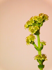 bouquet of flowers