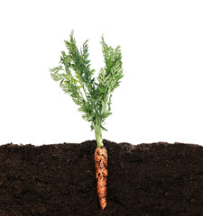 carrot with bush growing in soil isolated on white