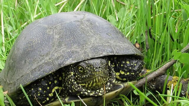 European swamp turtle crawling in green grass