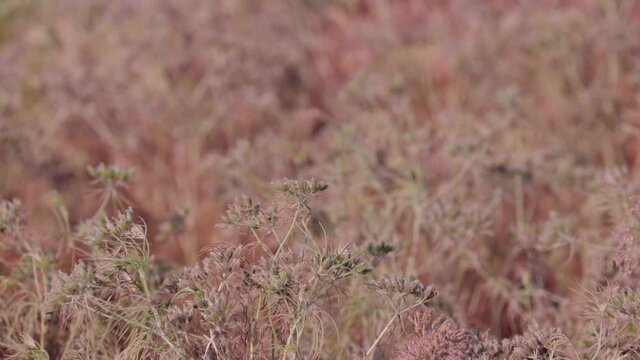 Cumin seeds plant in indian farm, agriculture and food consept,cumin (zira),dry carvi or caraway plant,Caraway or Carum carvi