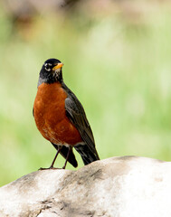 American Robin perched on a rock in Claremont California