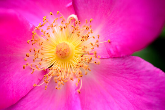 close up of pink flower with yellow pollen and stamen