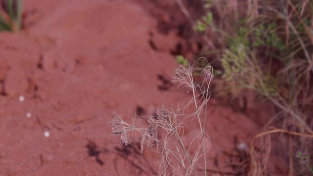 Caraway, Carum carvi, in the garden,allspice, nutmeg,agriculture of cumin seed,green cumin plants on farm,zira,Cumin cultivation and plants