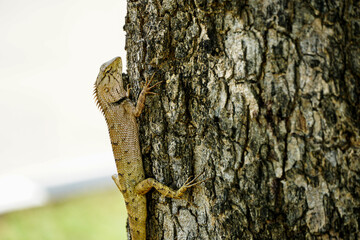 A chameleon perched on a tree.Thailand.