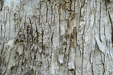 Fototapeta premium Old wood cracked texture, Seamless tree bark texture, Endless wooden background for web page fill or graphic design. 