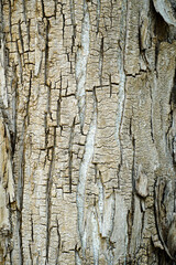 Old wood cracked texture, Seamless tree bark texture,