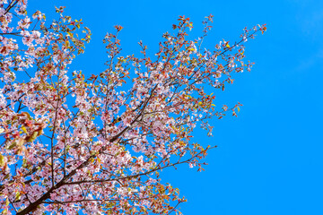 Sakura branch. Japanese cherry.