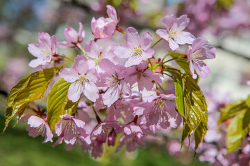 Sakura branch. Japanese cherry.