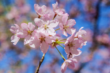 Sakura branch. Japanese cherry.