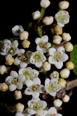 White small flower blossoming Viburnum tinus L. family adoxaceae botanical modern high quality big size print
