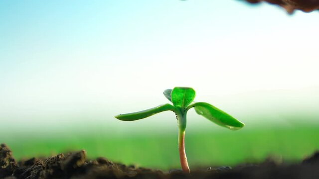 agriculture. farmer hand watering a plant sprout. nature earth agriculture business concept. sprout plant sapling close-up drops in the ground water. farmer hand watering plant sprout on a blue sky