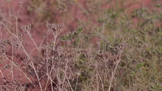 Carum carvi, in the garden,allspice, nutmeg,Cumin seeds plant agriculture,caraway plant (Carum carvi) in full bloom in india,dry zeera seed in indian farm