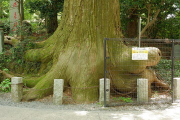 Obraz premium Octopus tree. Mt. Takao is a mountain with an altitude of 599m in Hachioji, Tokyo. It has long been regarded as a sacred mountain for Shugendo.