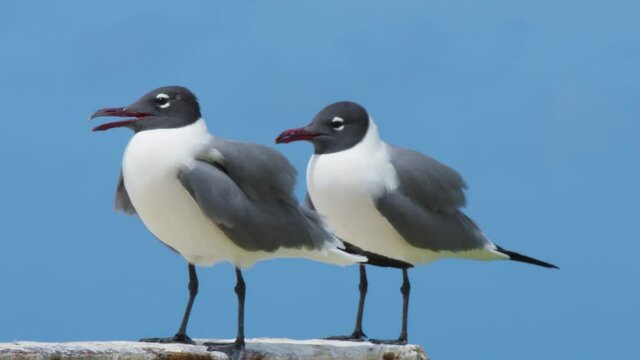 two Laughing Gulls, Leucophaeus atricilla Birds,  At los roques venezuela