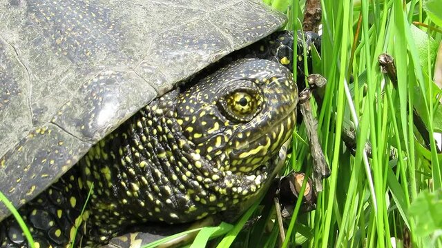 European swamp turtle looking at the camera Emys orbicularis