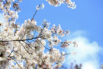 さわやかな空と桜